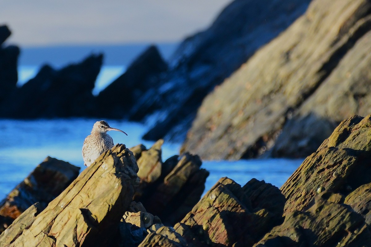 חרמשון קטן - ML643785330