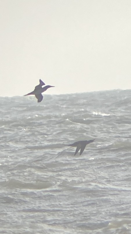 Northern Gannet - ML643785352