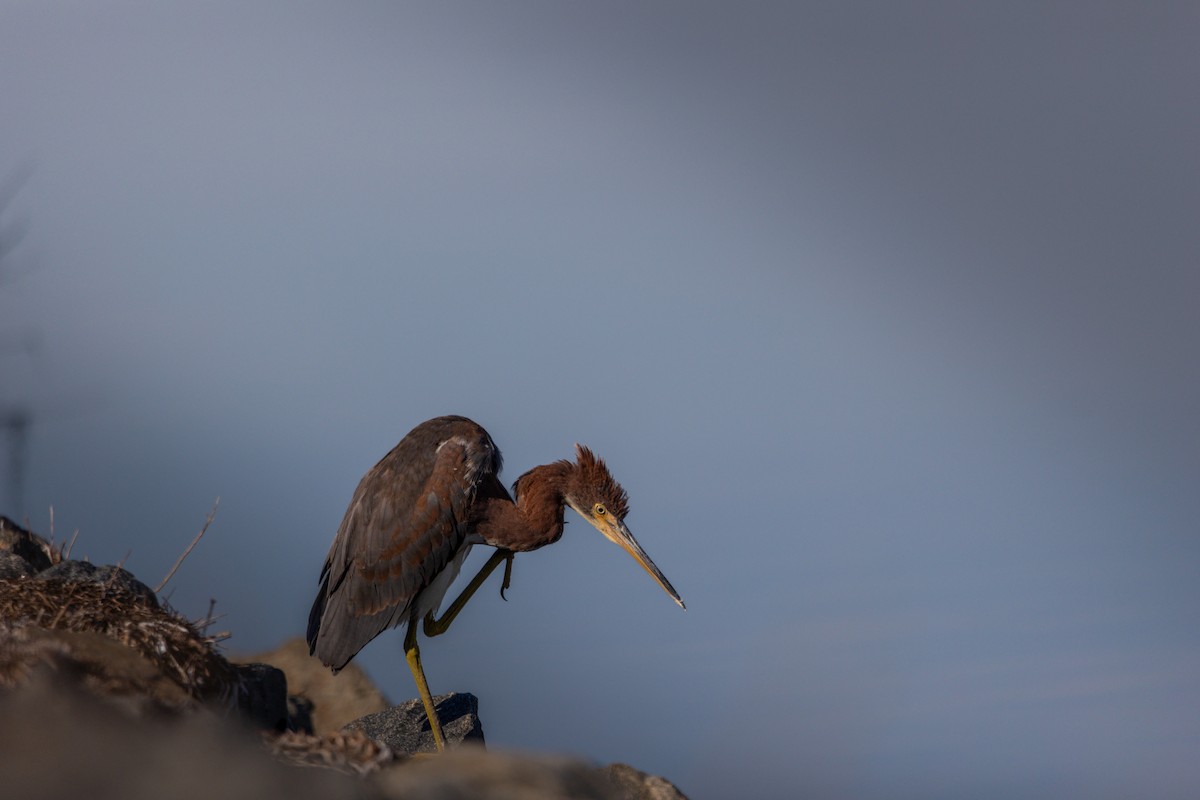 volavka tříbarvá - ML643785360