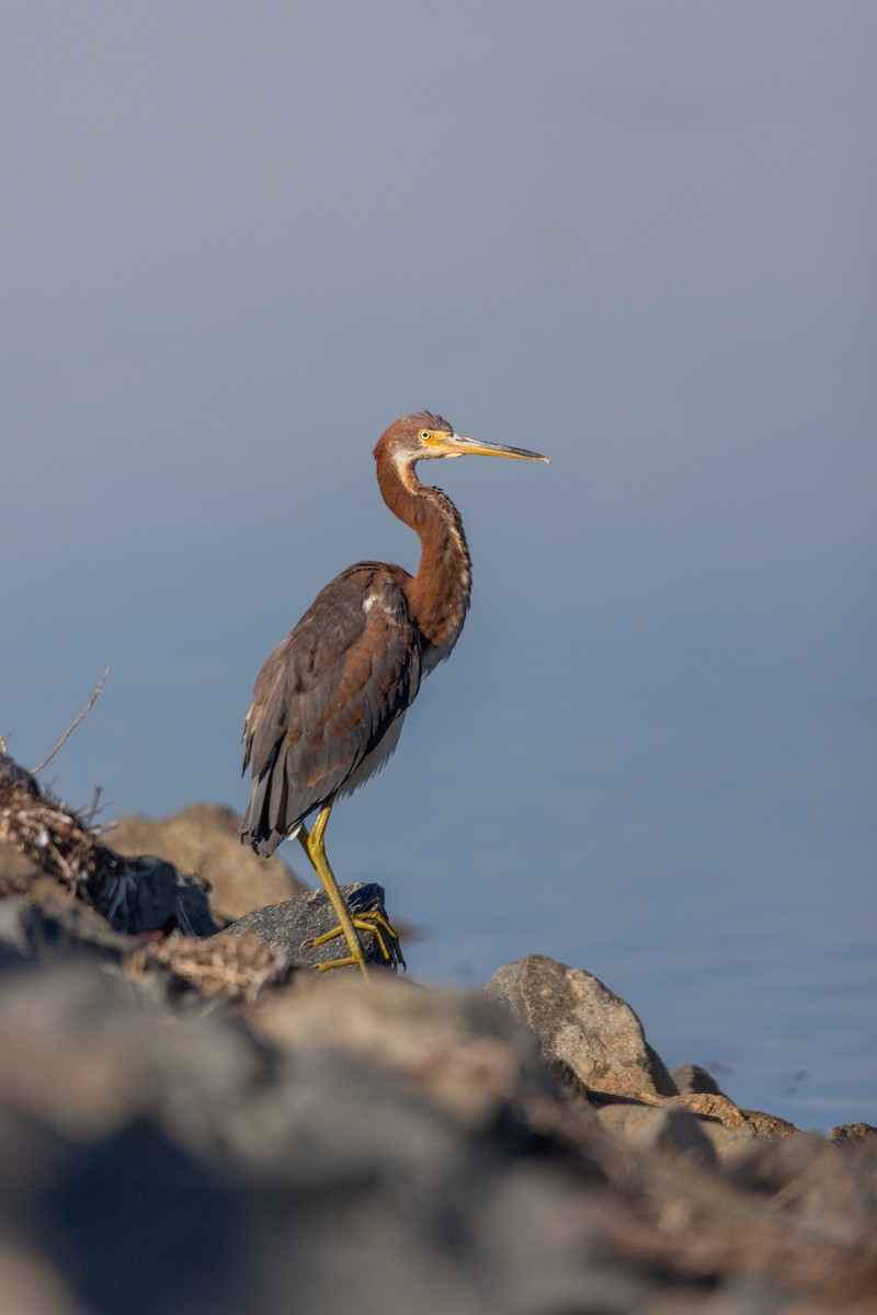 volavka tříbarvá - ML643785361