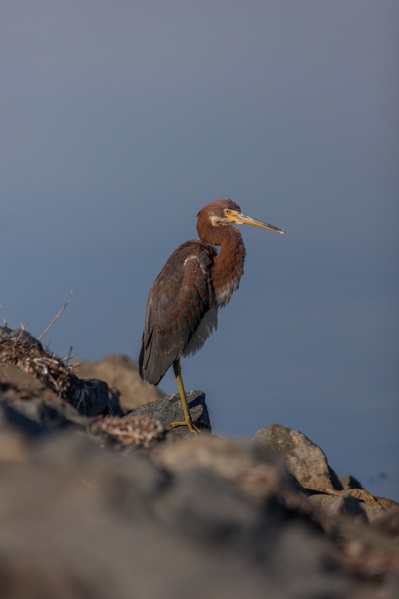 volavka tříbarvá - ML643785362