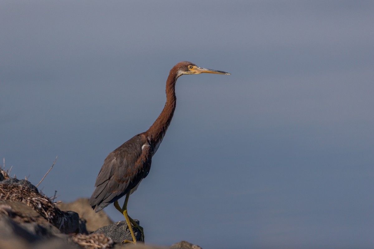 volavka tříbarvá - ML643785363