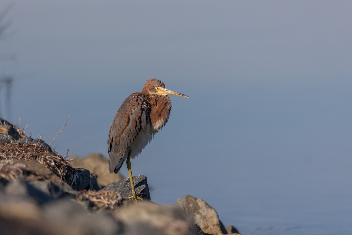 volavka tříbarvá - ML643785364