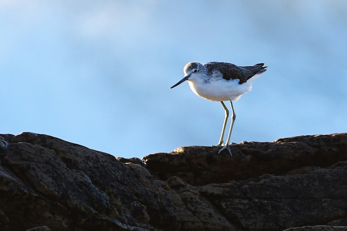 ביצנית ירוקת-רגל - ML643785367
