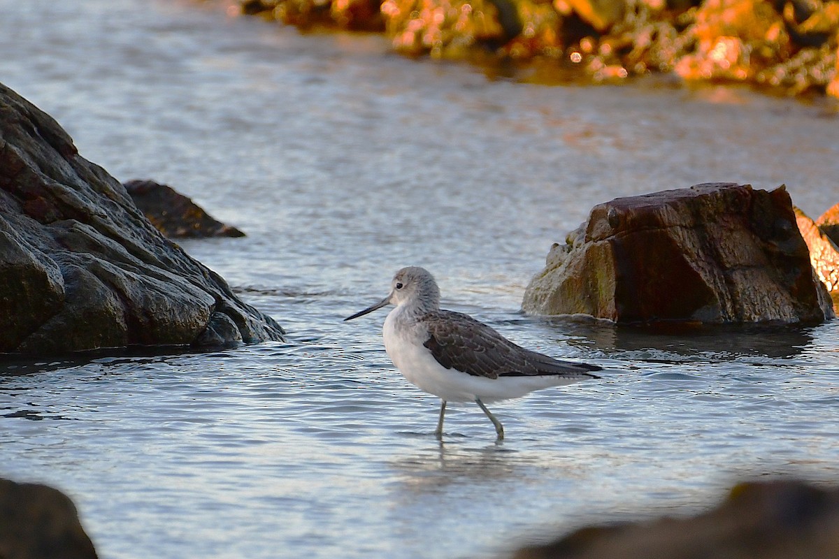 ביצנית ירוקת-רגל - ML643785368