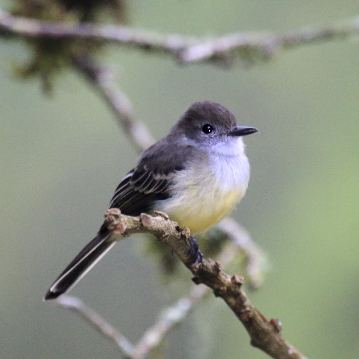 Pale-edged Flycatcher - ML643785370
