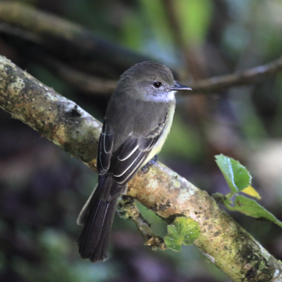 Pale-edged Flycatcher - ML643785371