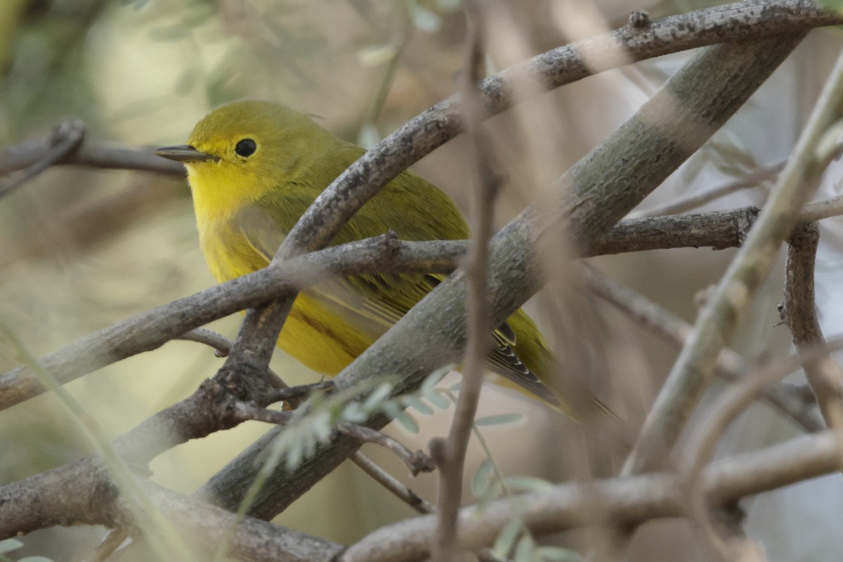 Yellow Warbler (Northern) - ML643785372