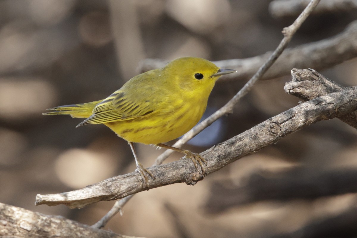 Yellow Warbler (Northern) - ML643785373