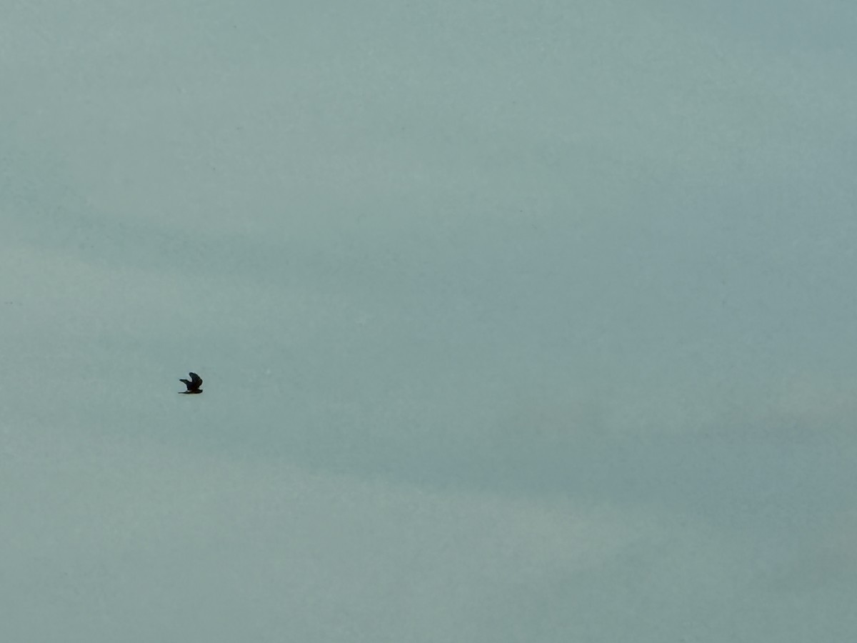 Northern Harrier - ML643785378