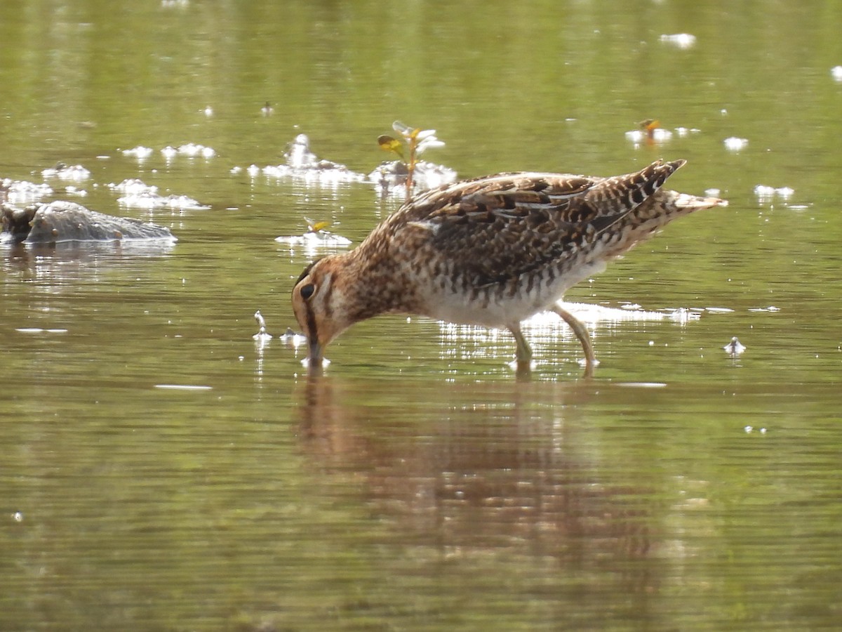 Wilson's Snipe - ML643785385