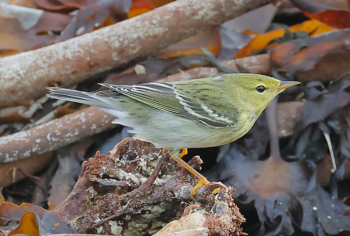 Blackpoll Warbler - ML643785396