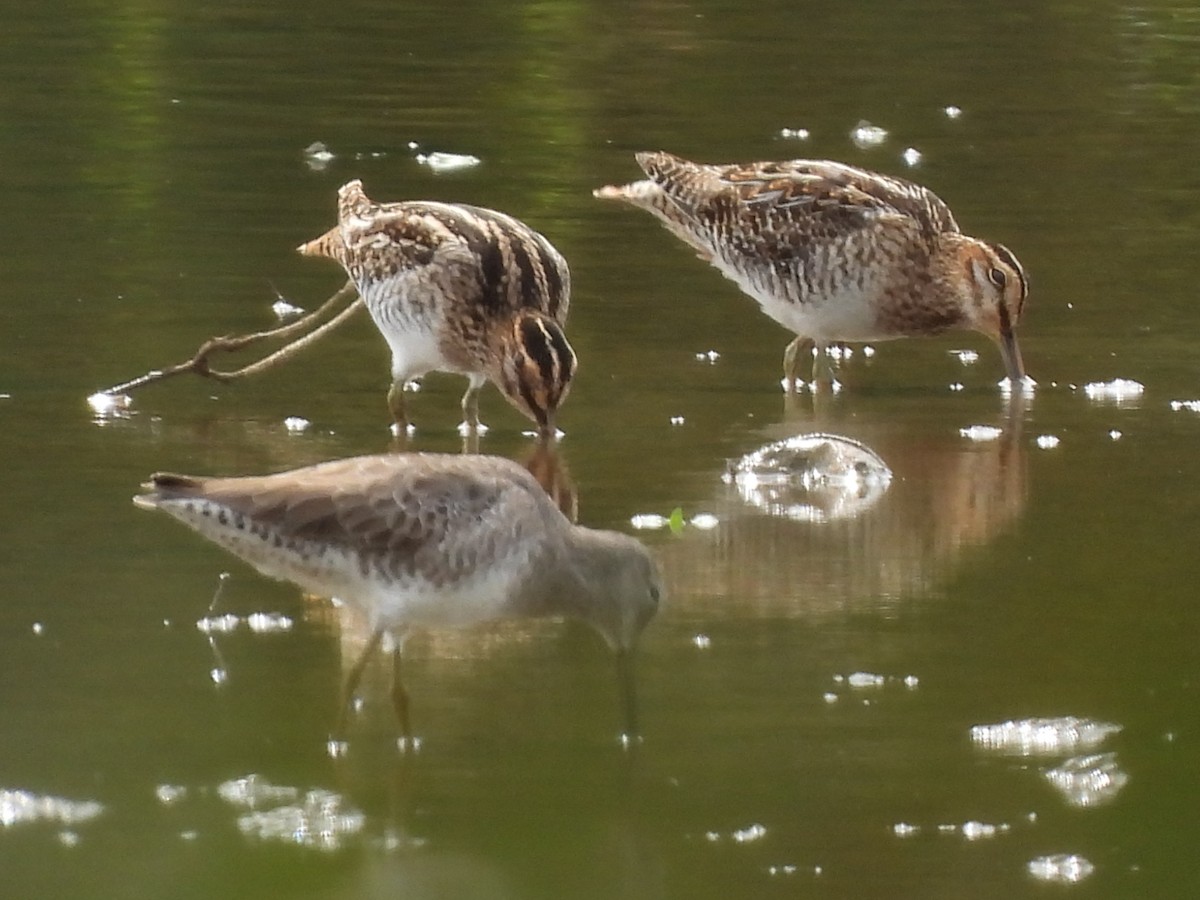 Wilson's Snipe - ML643785399