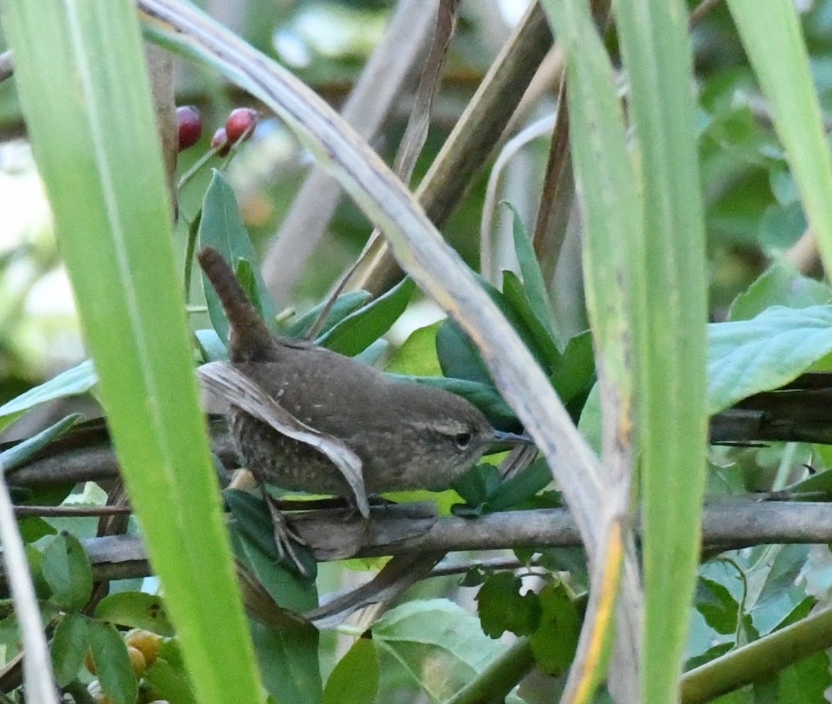Winter Wren - ML643785401