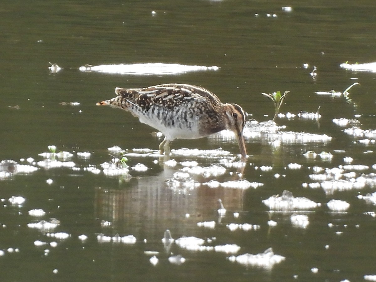 Wilson's Snipe - ML643785409