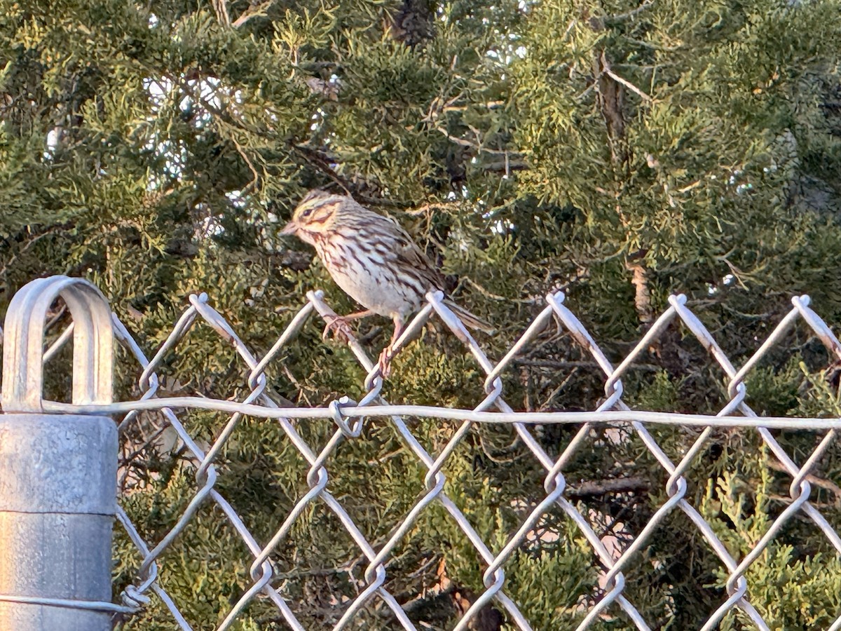 Savannah Sparrow - ML643785414