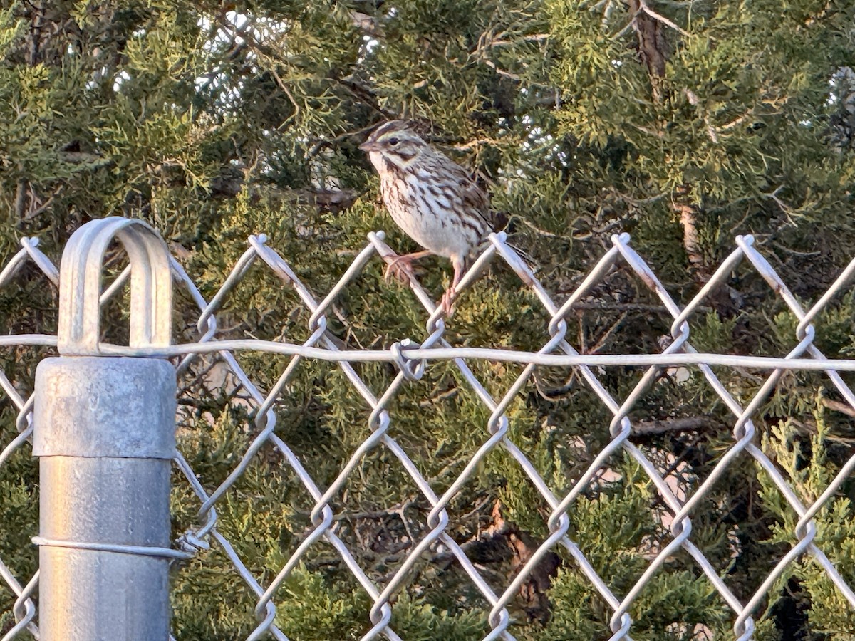 Savannah Sparrow - ML643785415