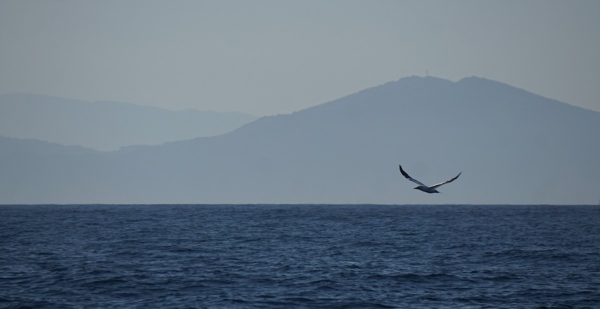Northern Gannet - ML643785417