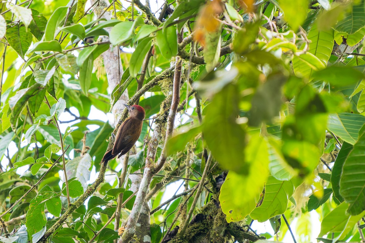 Smoky-brown Woodpecker - ML643785420