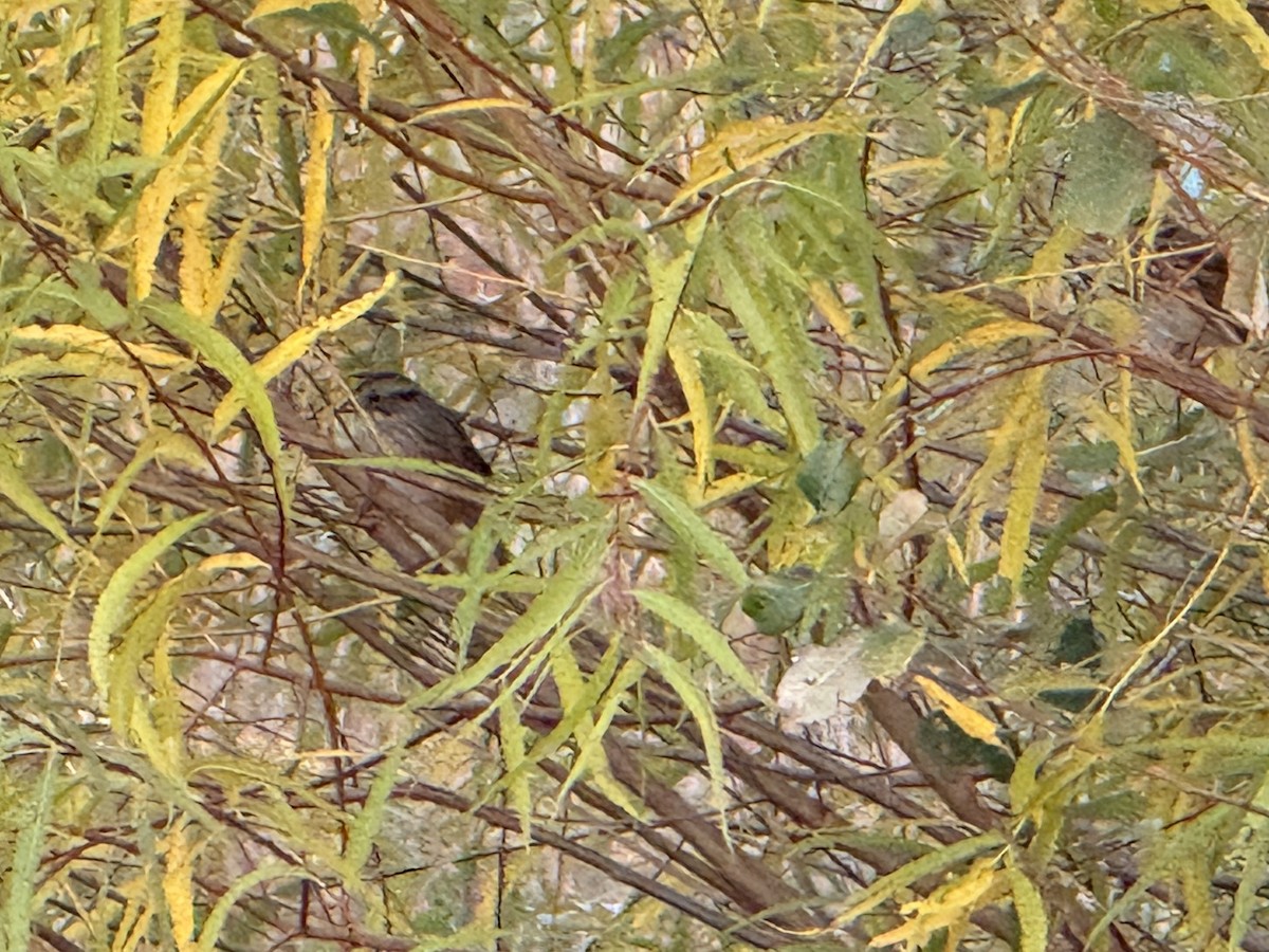 Swamp Sparrow - ML643785424