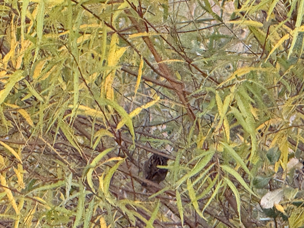 Swamp Sparrow - ML643785425
