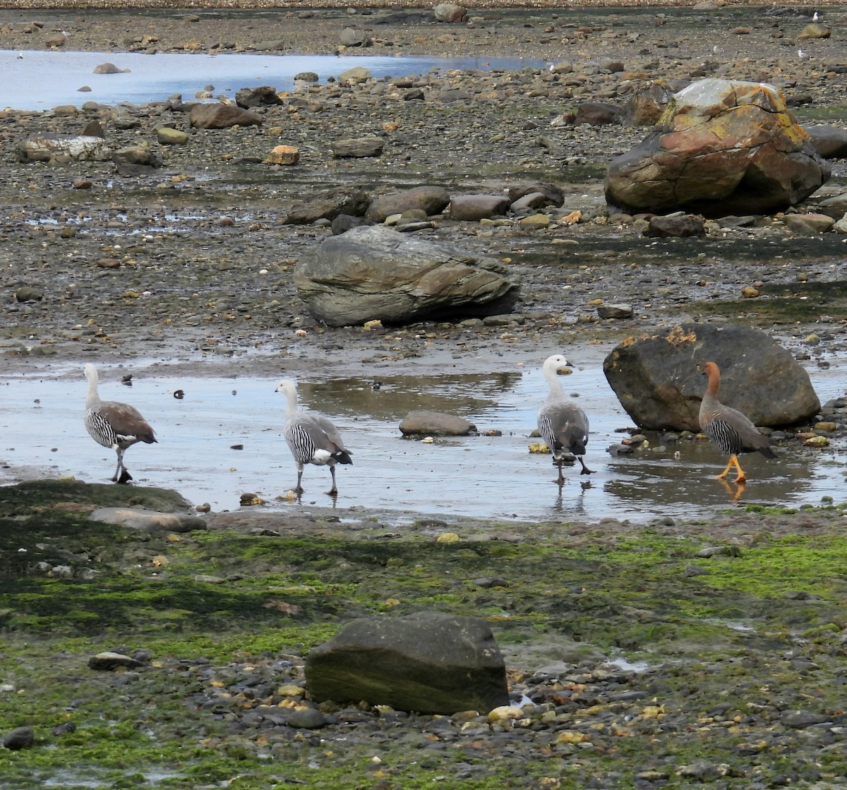 Upland Goose - ML643785428