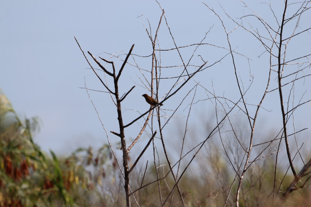 Indigo Bunting - ML643785432