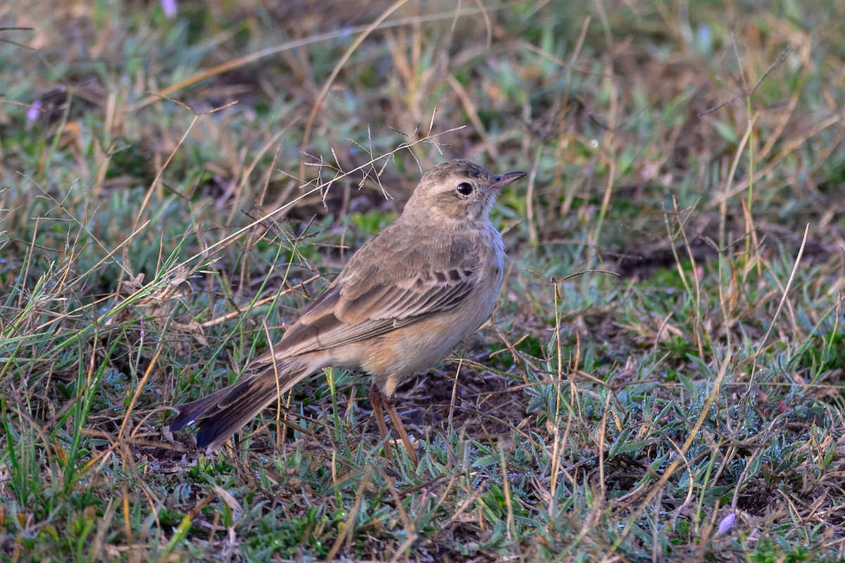 Plain-backed Pipit - ML643785434