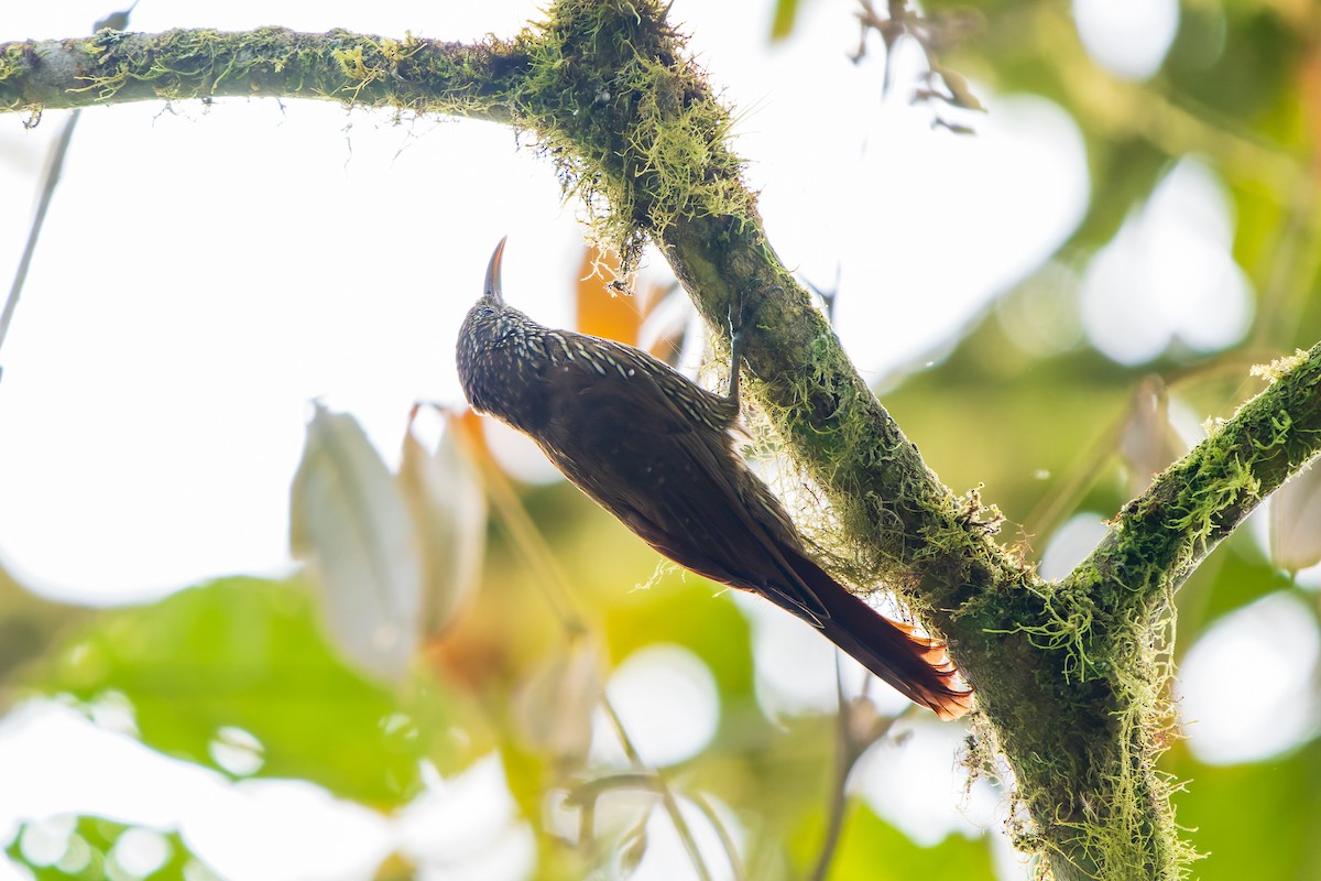 Montane Woodcreeper - ML643785443