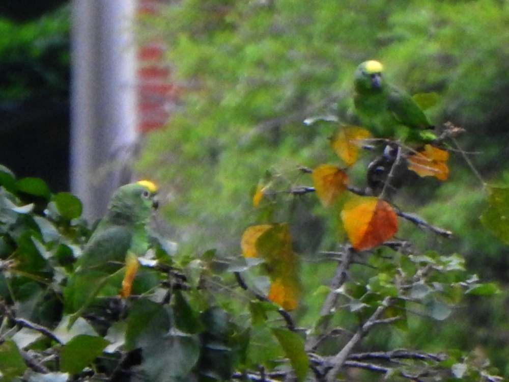 Yellow-crowned Amazon - ML643785482
