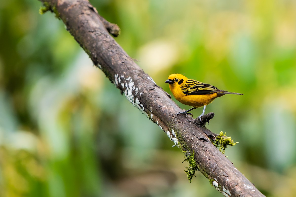 Golden Tanager - ML643785483