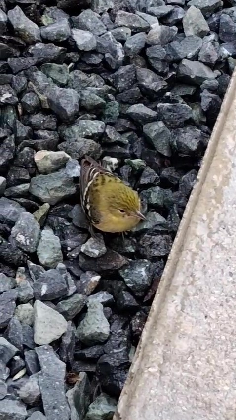 Bay-breasted Warbler - ML643785497