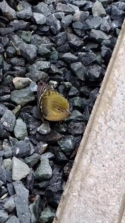 Bay-breasted Warbler - ML643785498