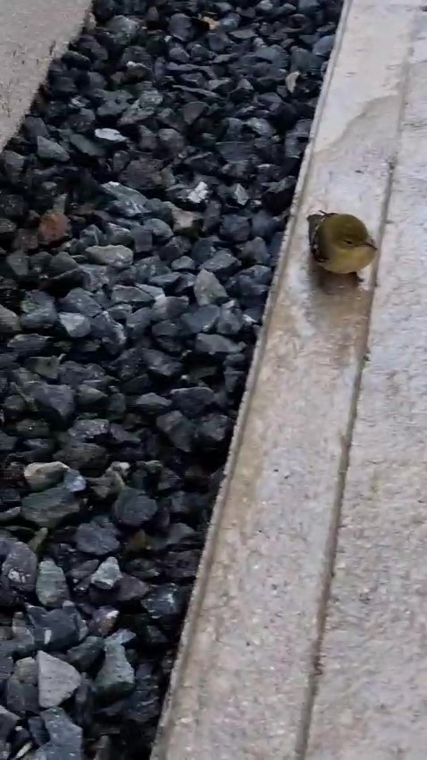 Bay-breasted Warbler - ML643785499