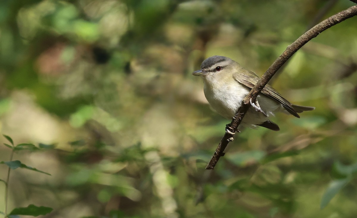 Vireo occhirossi - ML643785501