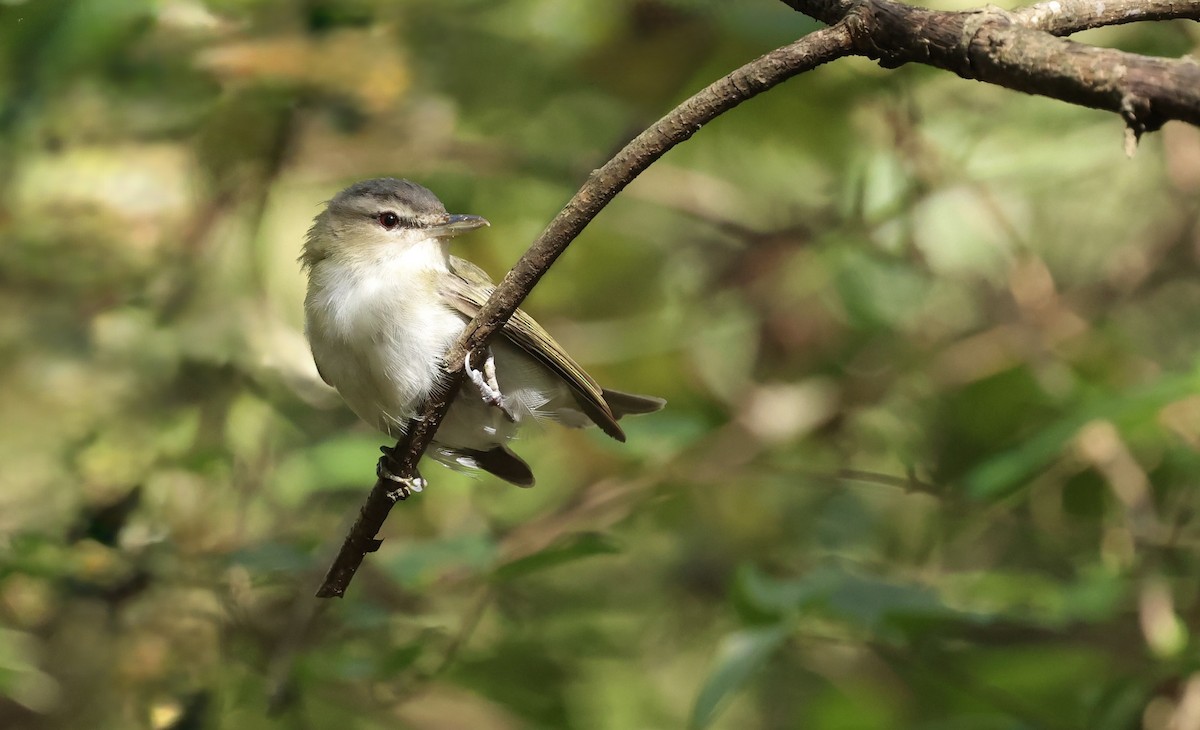Vireo occhirossi - ML643785503