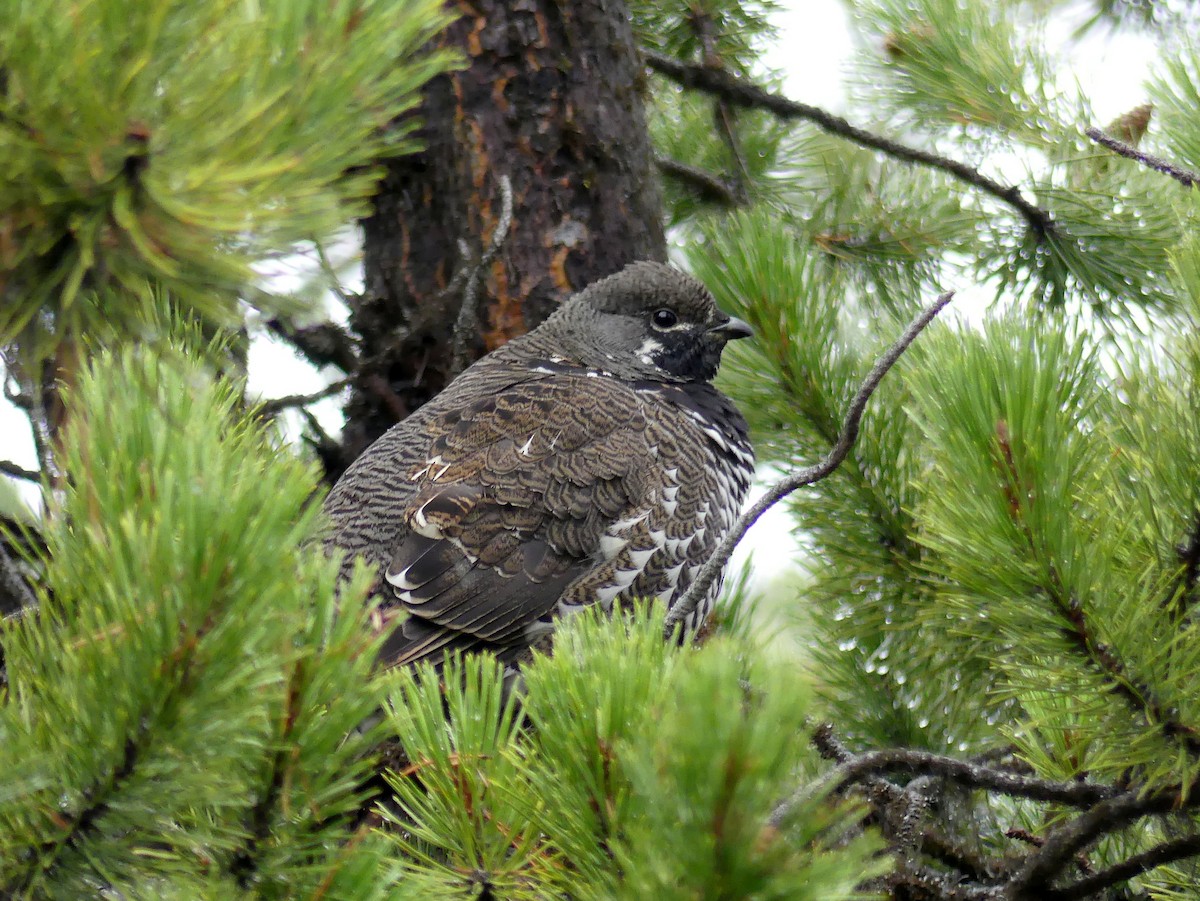 Spruce Grouse - ML643785509