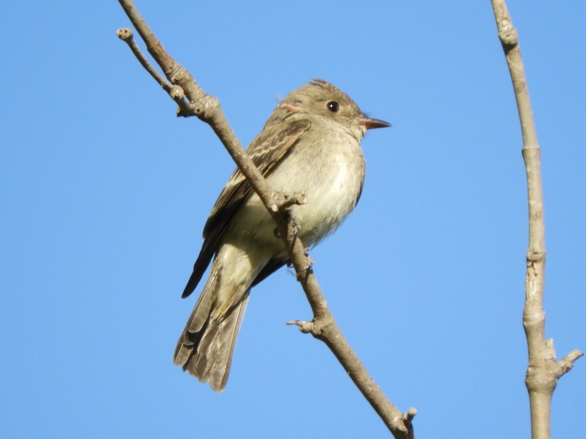 Western Wood-Pewee - ML643785517