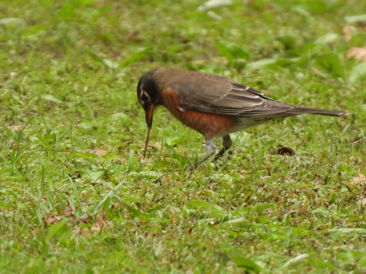 American Robin - ML643785526
