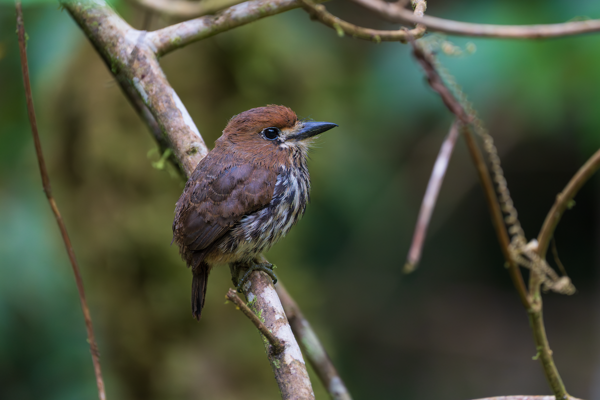 Lanceolated Monklet - ML643785529