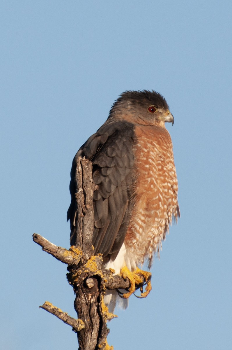 Cooper's Hawk - ML643785535