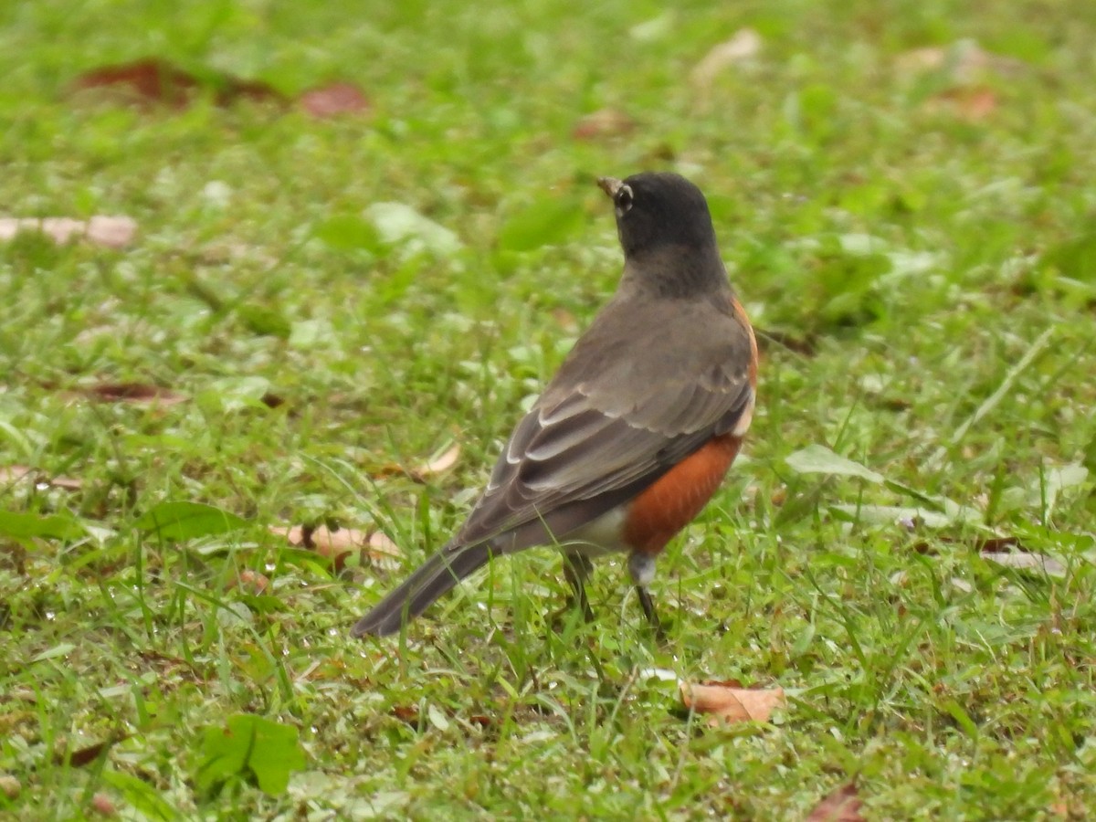 American Robin - ML643785537