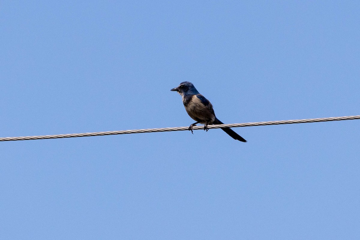 Florida Scrub-Jay - ML643785542