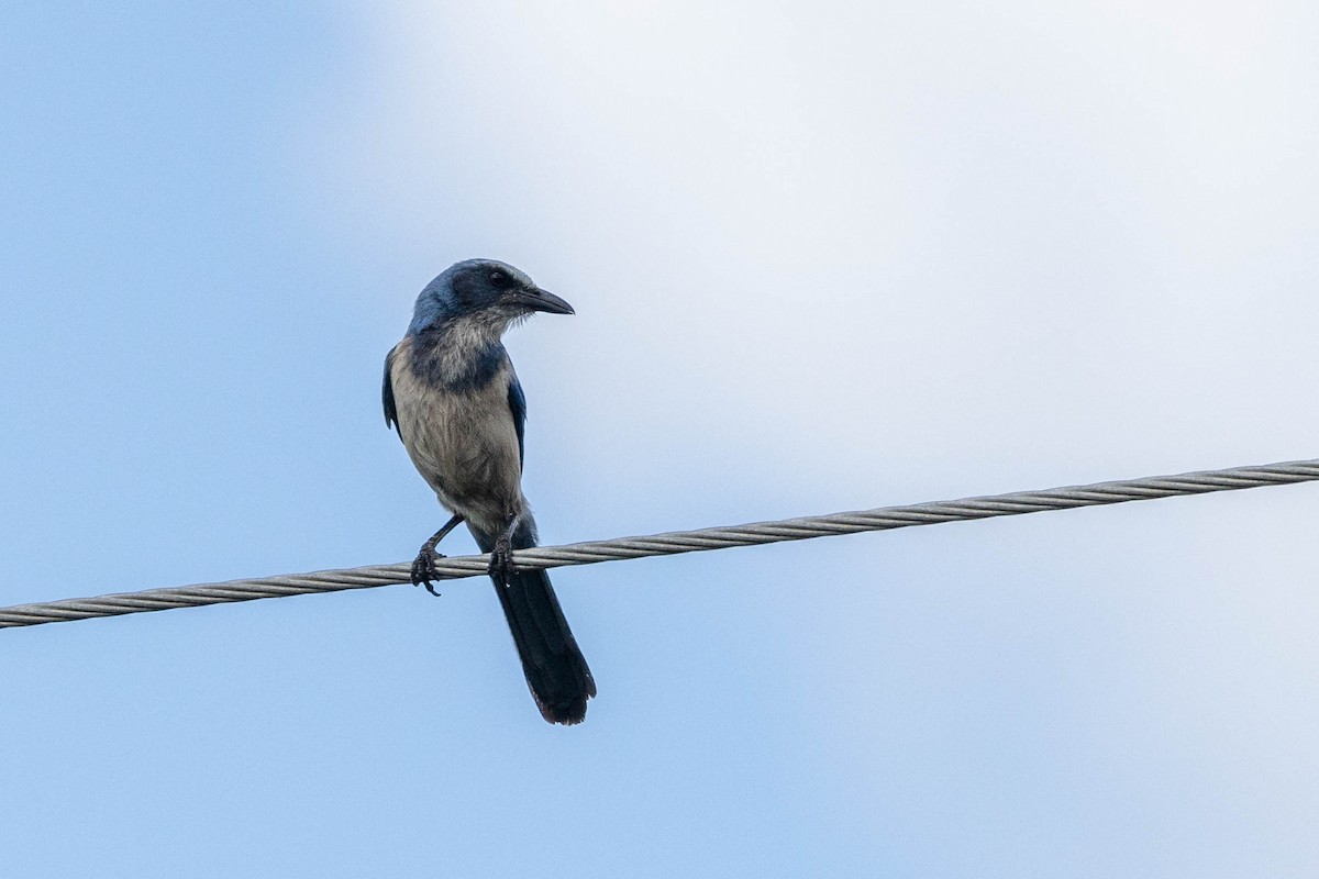 Florida Scrub-Jay - ML643785543