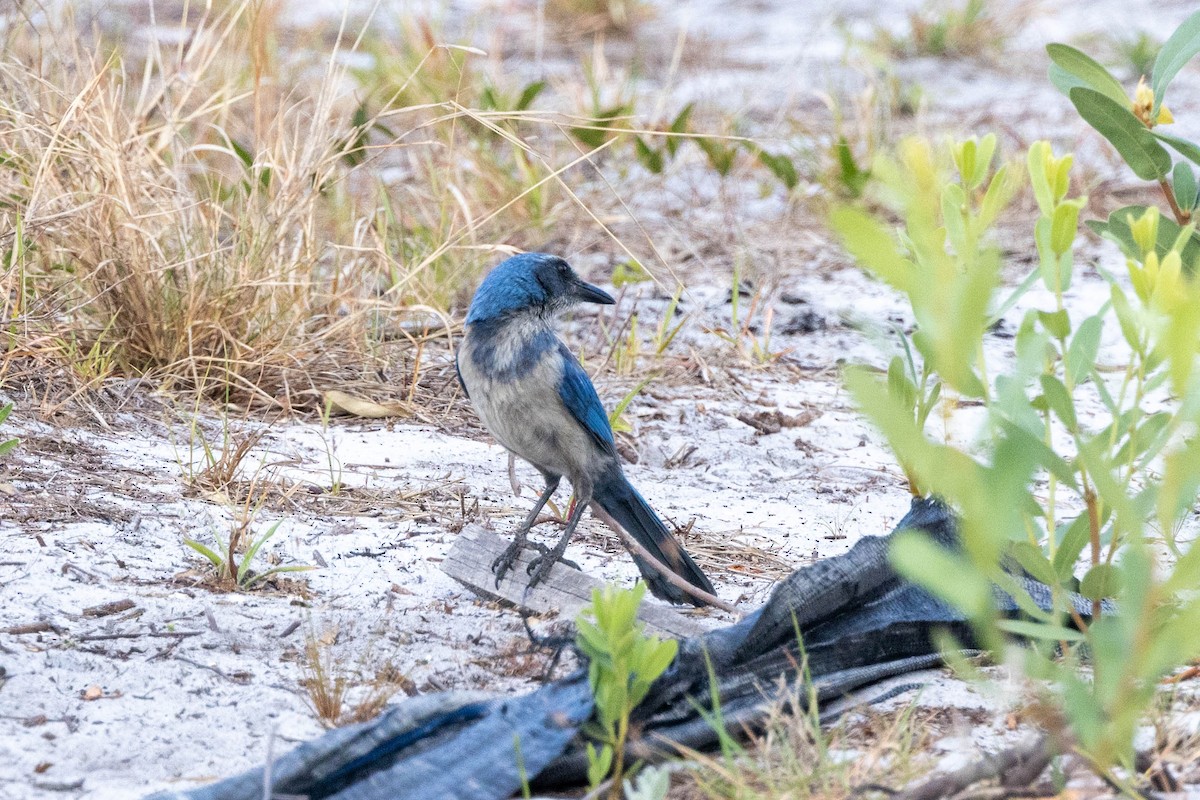 Florida Scrub-Jay - ML643785544