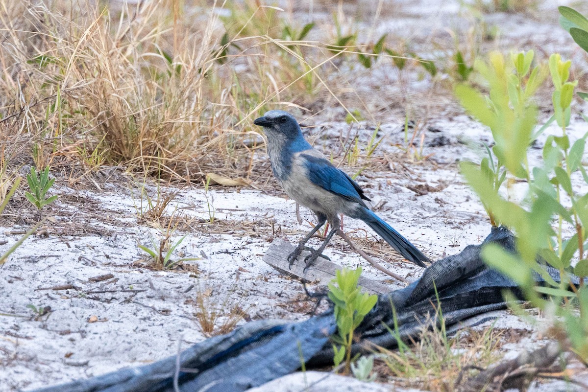 Florida Scrub-Jay - ML643785545