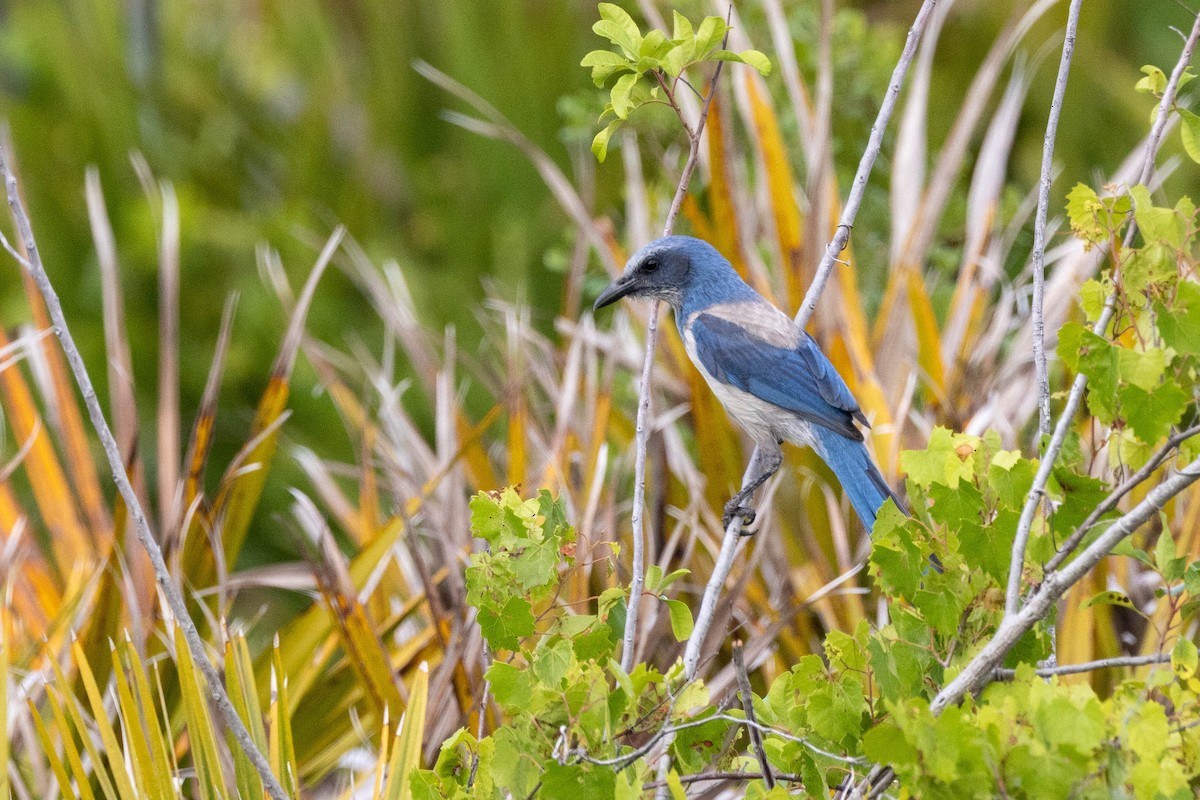 Florida Scrub-Jay - ML643785546