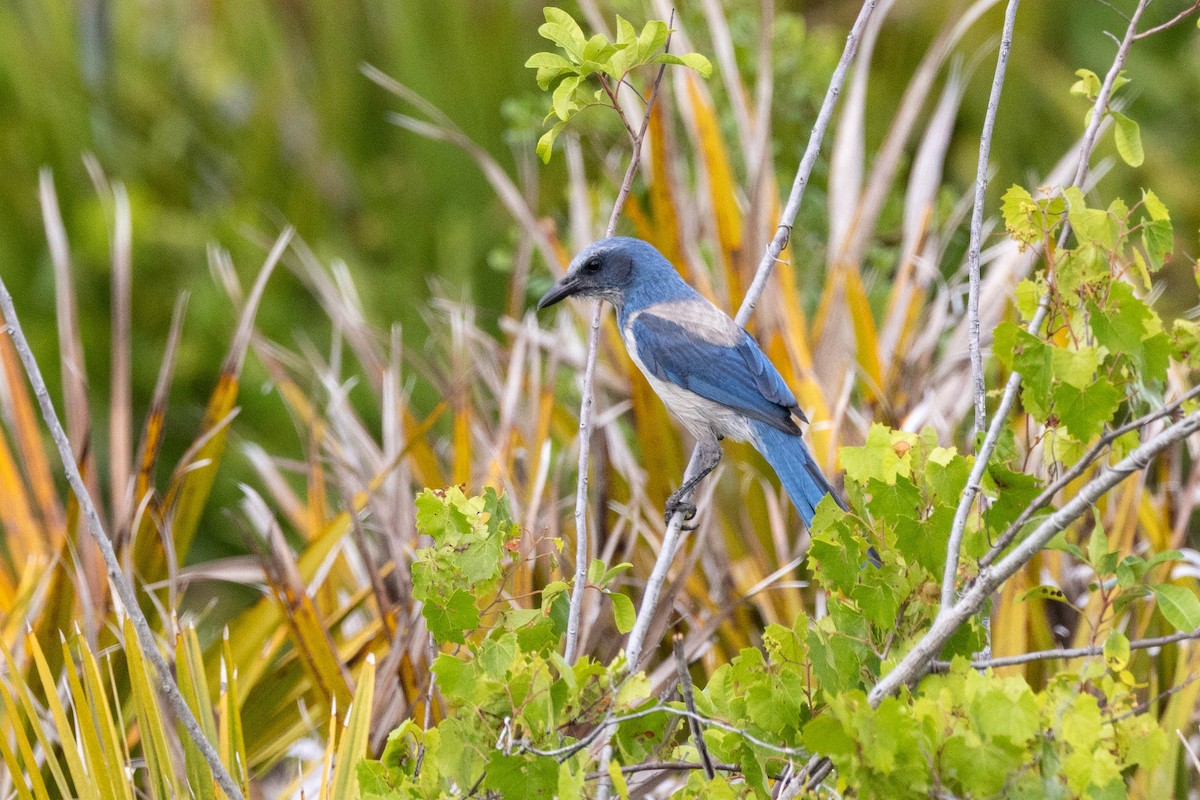 Florida Scrub-Jay - ML643785547