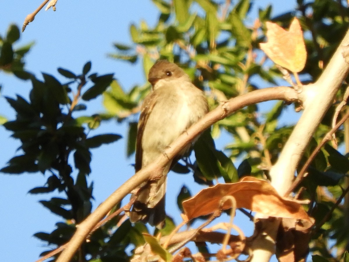 Western Wood-Pewee - ML643785549