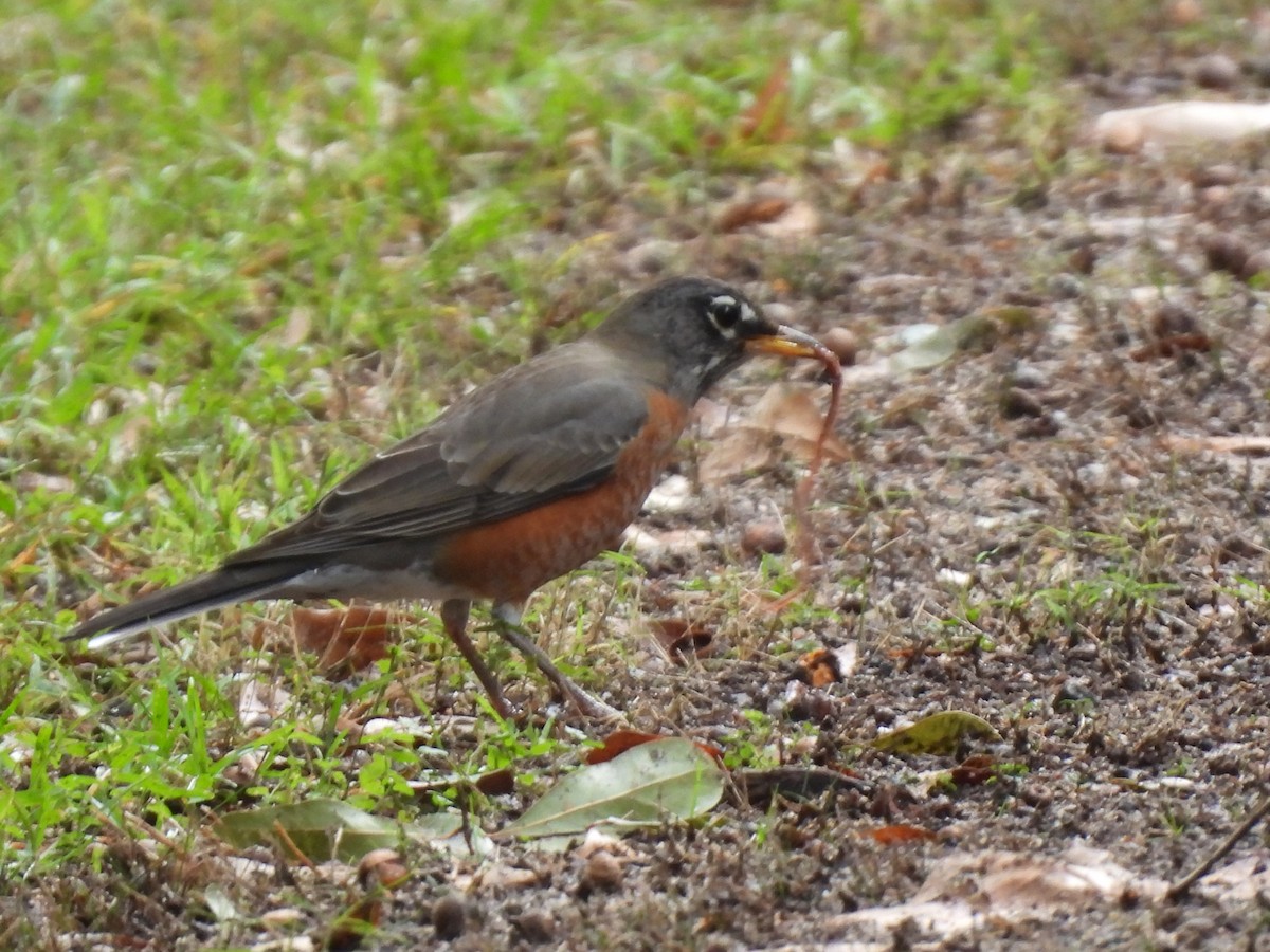 American Robin - ML643785555